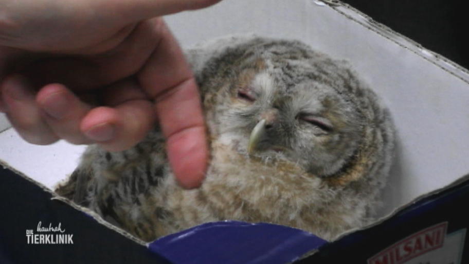 Wie geht es weiter mit dem kleinen Jungvogel?