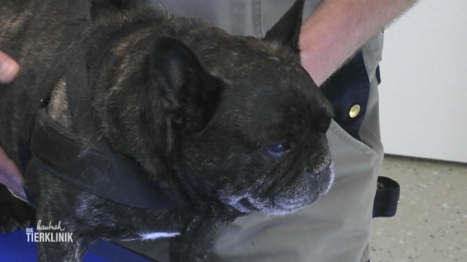 Die alte Doggendame macht Frauchen große Sorgen