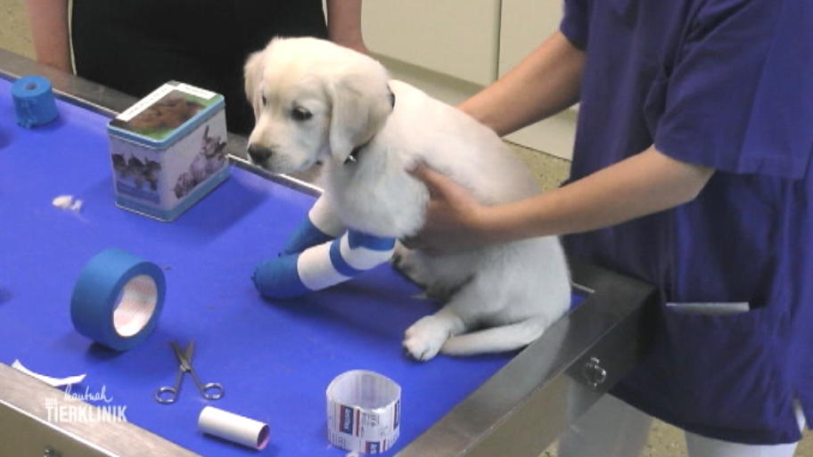Warum ist der Fuß des Golden Retrievers verdreht?