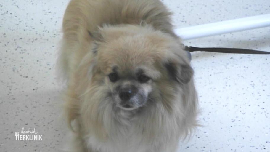 Der Tibet Spaniel schreit vor Schmerzen