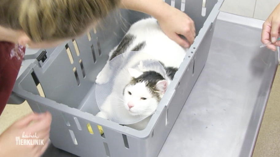 Kater Percy hat Probleme mit der Blase