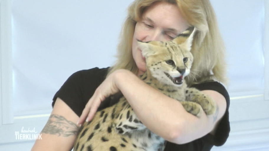 Tyrion ist eine echte Wildkatze und kein Stubentiger
