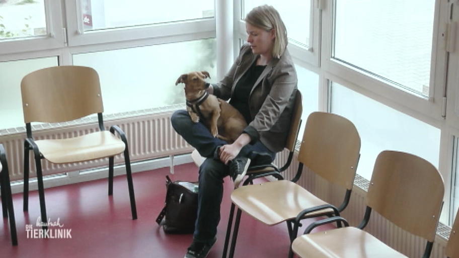 Ihre Wolfskralle macht der Hündin erneut zu schaffen