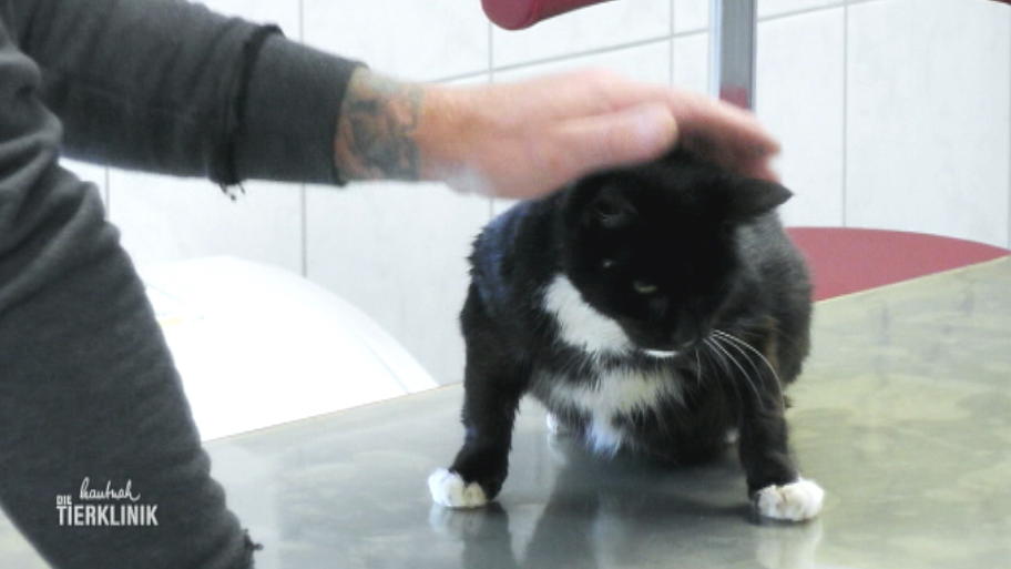 Fundkatze Ko ist wieder in der Tierklinik