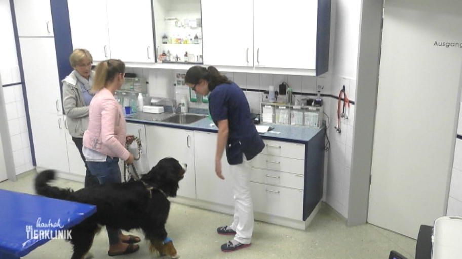 Hat Berner Sennenhund Jimmy eine unheilbare Nervenkrankheit?
