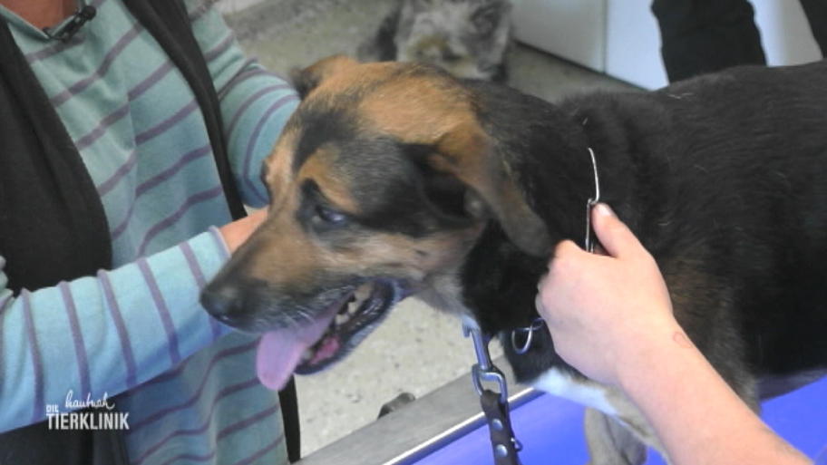 Traurige Diagnose für Beagle Nemo