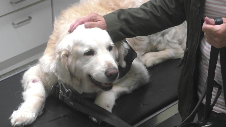 Verdacht auf Magenblutung bei Golden Retriever Blanca
