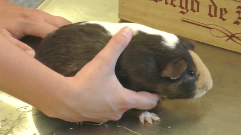 Ein Meerschweinchen mit Juckreiz