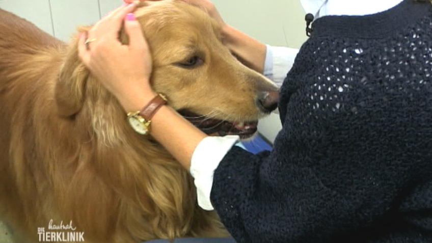 Hundeelend in der Tierklinik Wasbek
