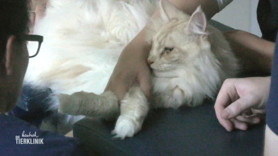 Der verschmuste Maine Coon Kater schreit unerlässlich