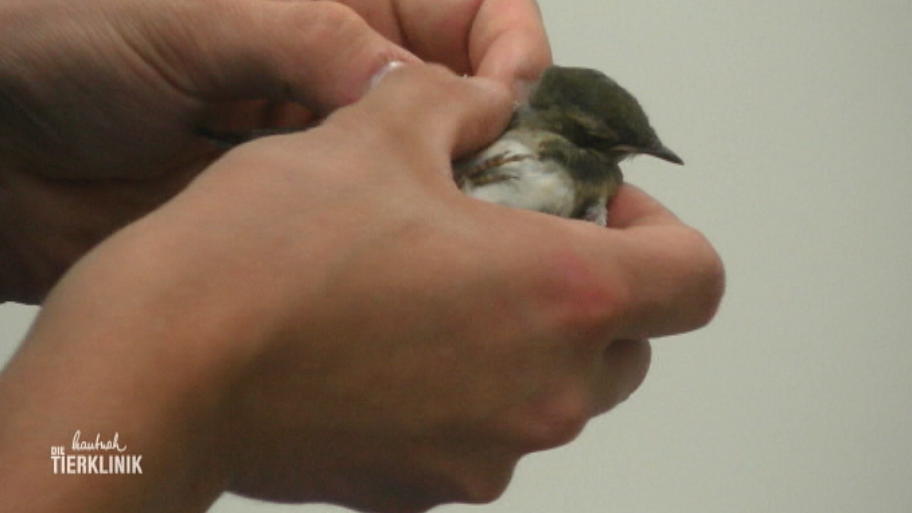 Ein kleiner Wildvogel findet seinen Weg in die Klinik