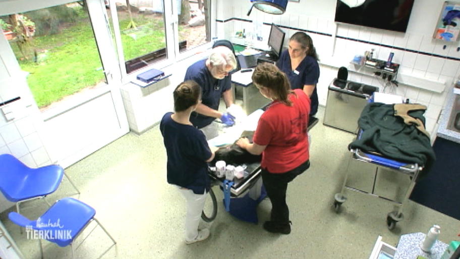 Die Tierklinik Wasbek erwartet eine kleine Sensation