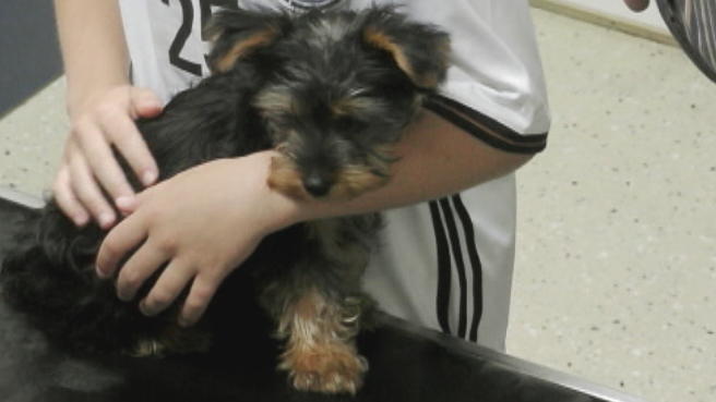 Welpe Benny ist ein sehr quir­liger Hund