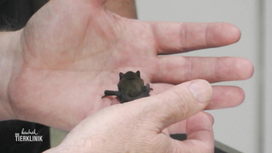 Der Tierschutz bringt eine Zwergfledermaus in die Klinik