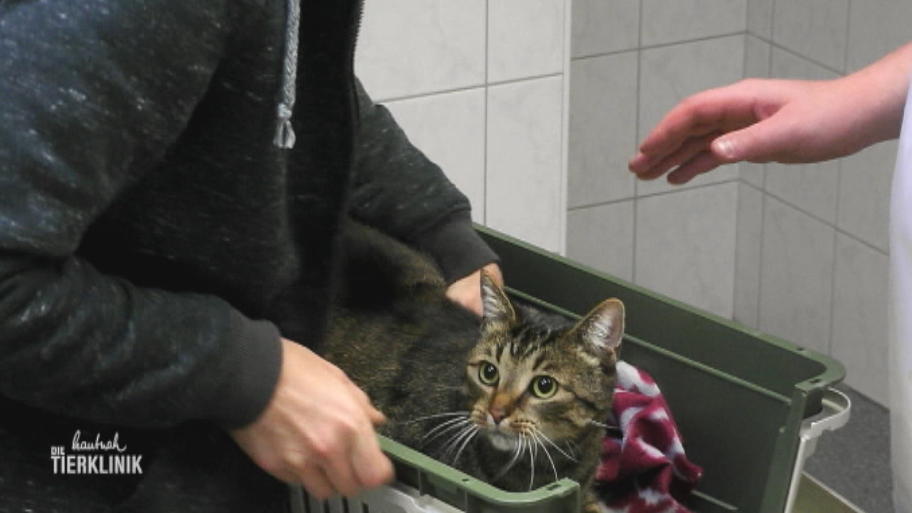 Kater Sammy ist ein vollwertiges Familienmitglied
