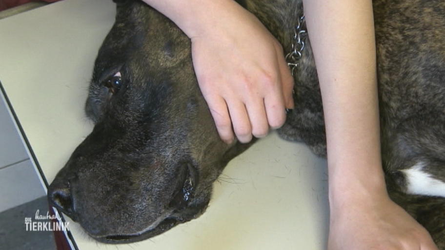 Hat die Dogge Schmerzen oder nur Angst?