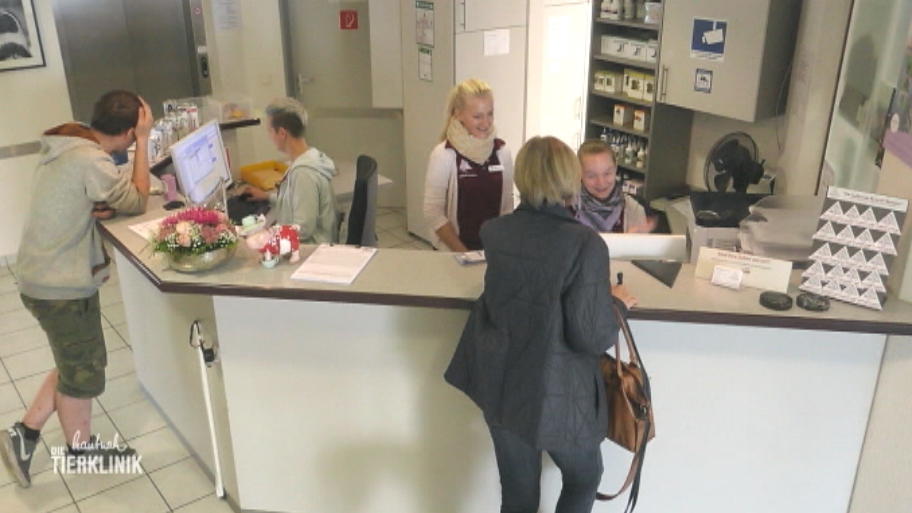 Vizsla Hündin möchte nicht behandelt werden