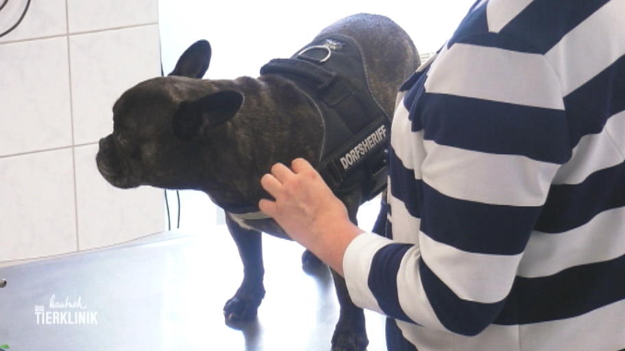 Die französische Bulldogge übergibt sich öfter
