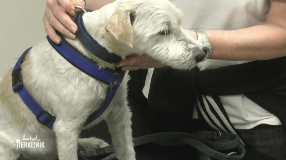 Hund Skip hat starke Rückenschmerzen