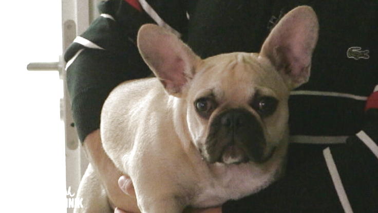 Angst um die kleine französische Bulldogge