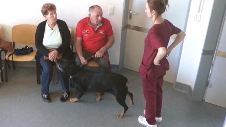 Hat Rottweiler Kira schon wieder einen Kreuzbandriss?