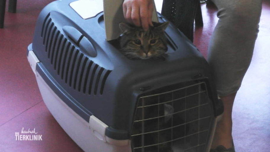 Der 16 Jahre alte Kater will nichts mehr fressen