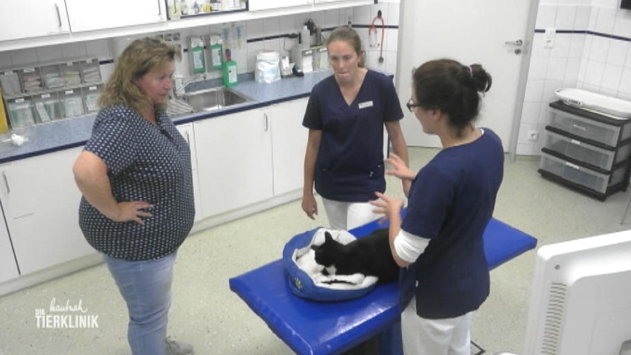 Sorge um Kater Monti