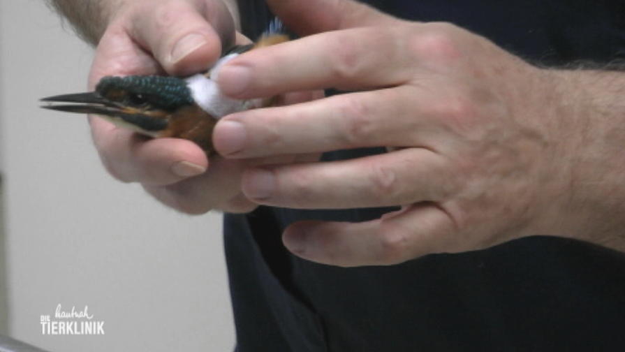 Ein junger Eisvogel als Bruchpilot
