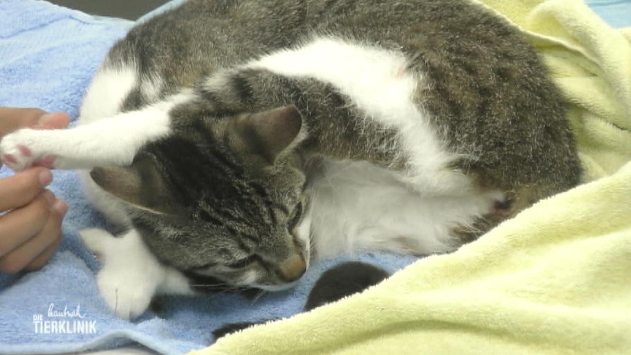 Katze Lia bekommt Welpen in der Klinik
