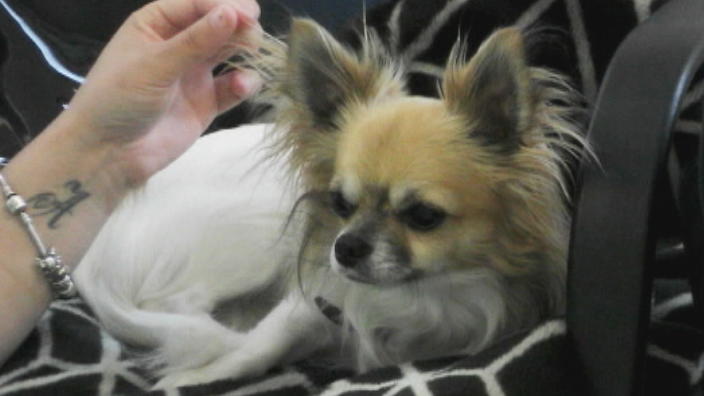Der kleine Chihuahua hat Blut gespuckt