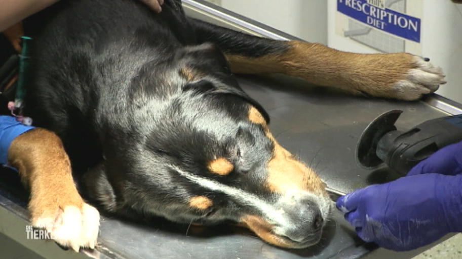 Der Hundeknochen klemmt fest im Maul des Rüden