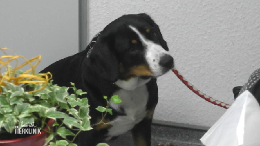 Die Hündin Lila hat überall Schwellungen