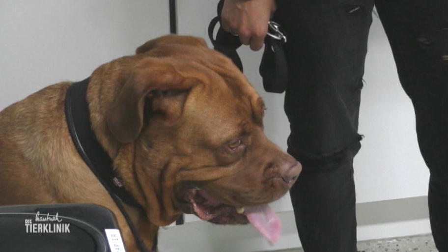 Dogge Cooper hat Rückenschmerzen