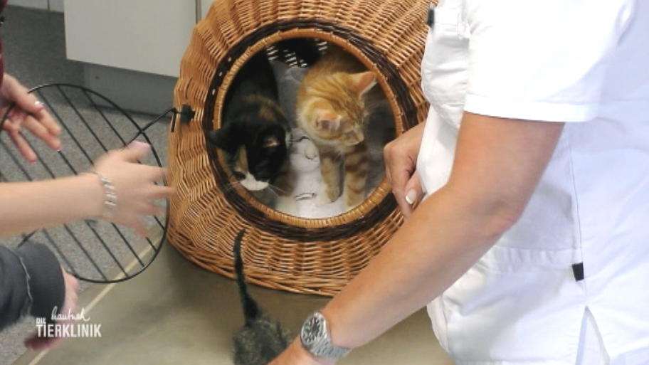 Findus, Mietzi und Pippi Lotta leiden an Durchfall