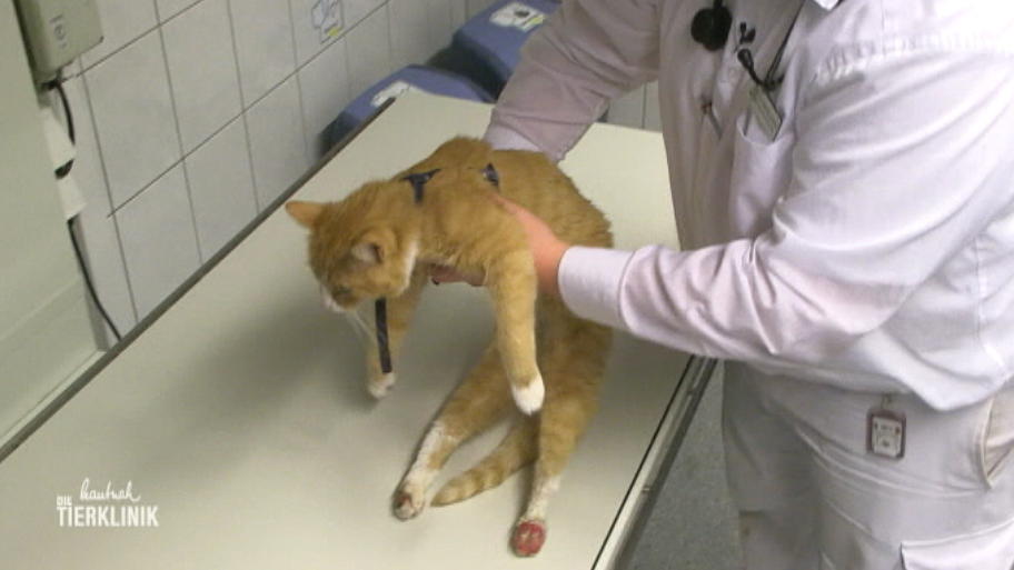 Wieso kann der junge Kater seine Beine nicht bewegen?