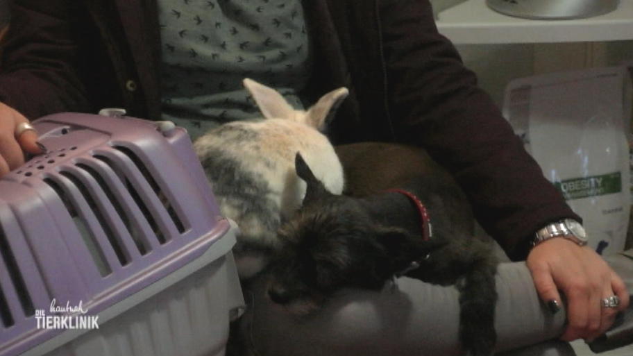 Kaninchen und Hund sind beste Freunde