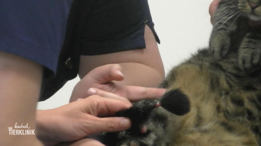 Katze Hanna ist in der Türe hängen geblieben