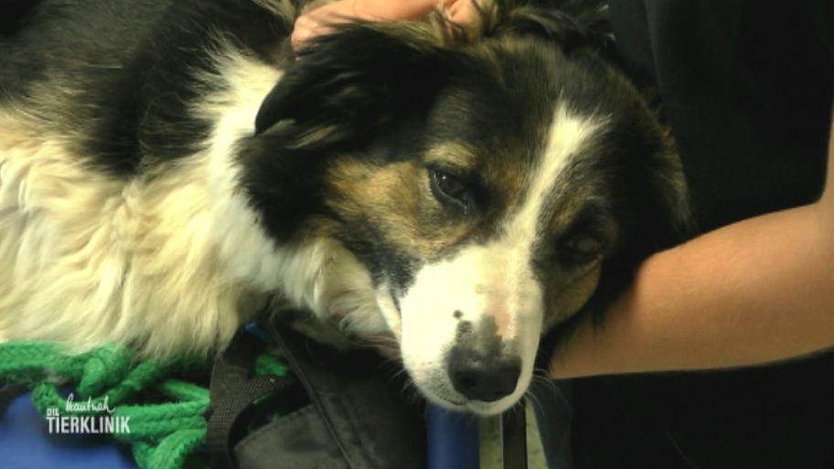 Hütehund Lucy hatte einen Arbeitsunfall