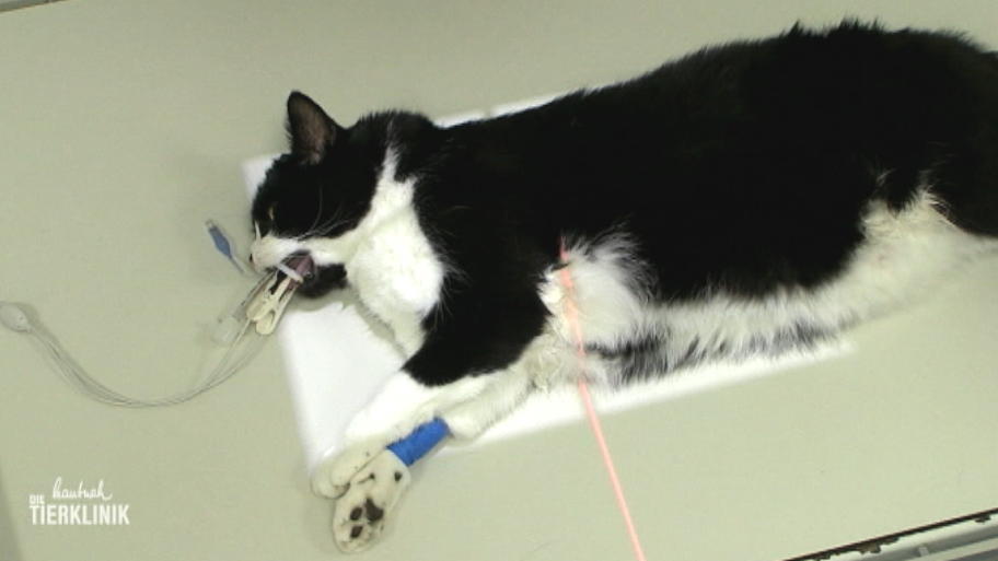 Kater Tyson röchelt und atmet schwer