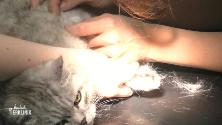 Kater Prince ist ganz apathisch