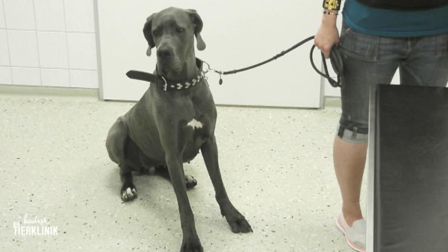 Dogge Déja-vu braucht eine kleine Augen-OP