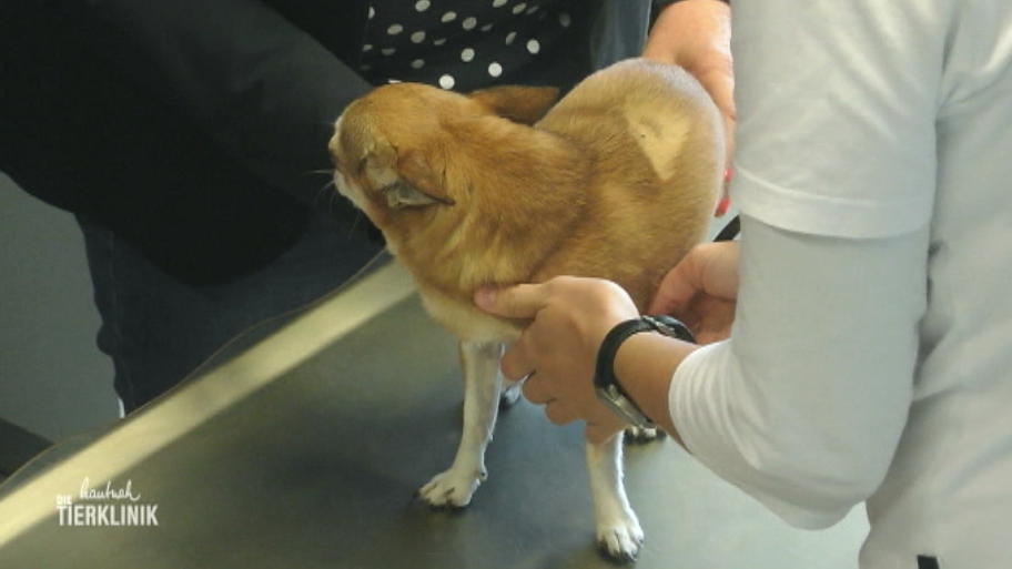 Chihuahua Gino hat schwere Herzprobleme