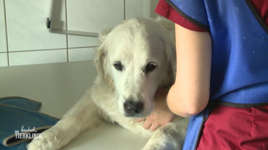 Golden Retriever will nichts fressen und trinken