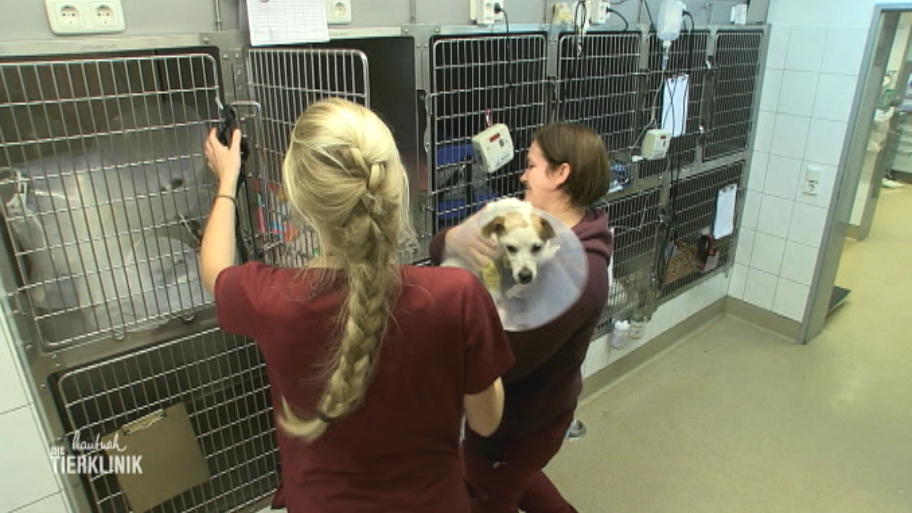 Jackrussel Terrier Gubi kann nicht mehr hören