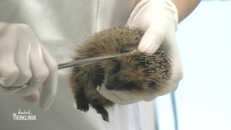 Kleiner Wildigel leidet unter Madenbefall
