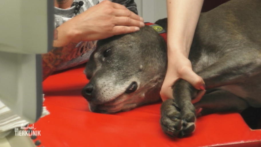 American Staffordshire Ginger hat einen Tumor am Herzen