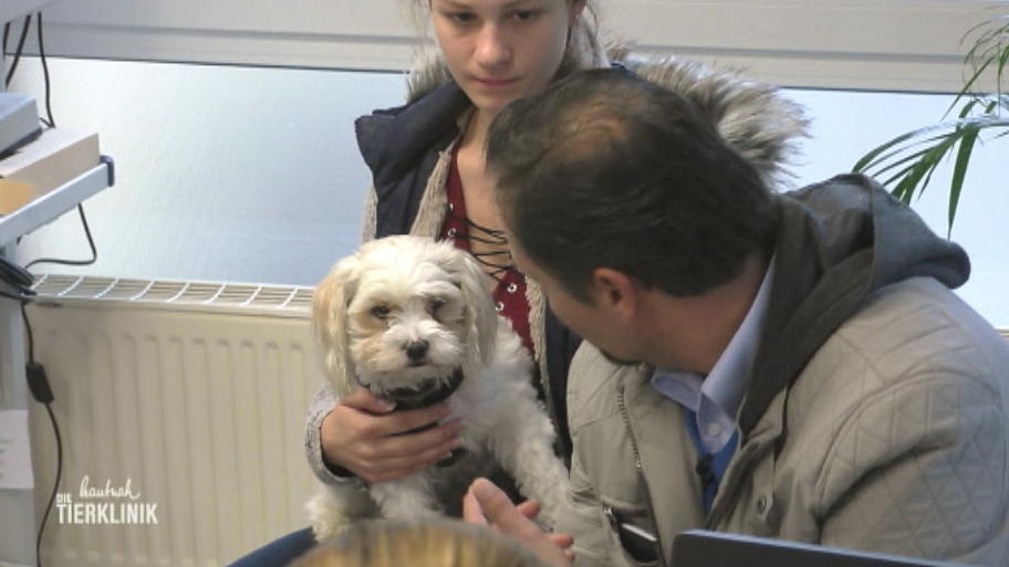 Rüde Atze übernachtet heute in der Tierklinik