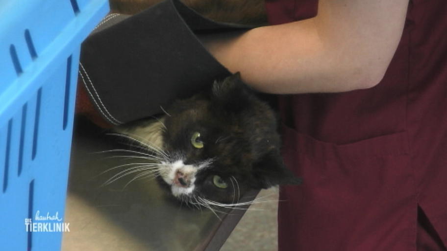 Herrenloser Kater hat verletzte Hinterbeine