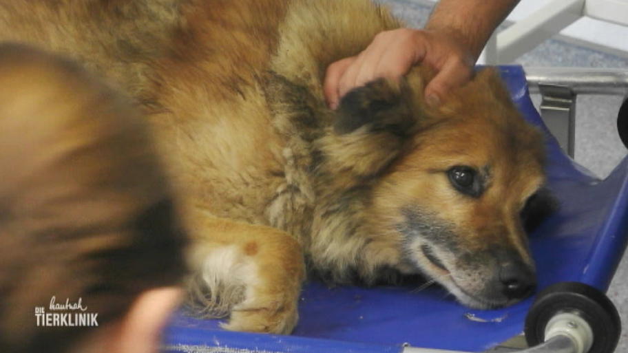 Herrchen bangt um seinen 17-jährigen Hund