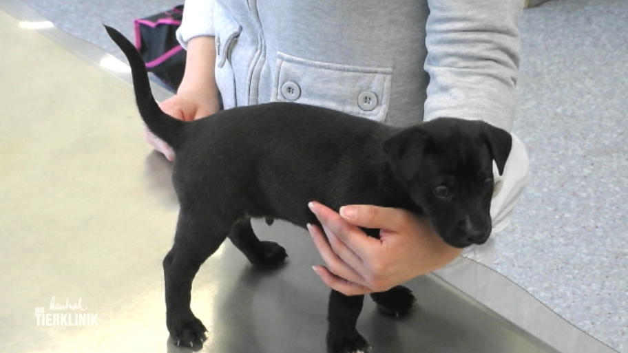Das Hundebaby ist nur noch ein Häufchen Elend